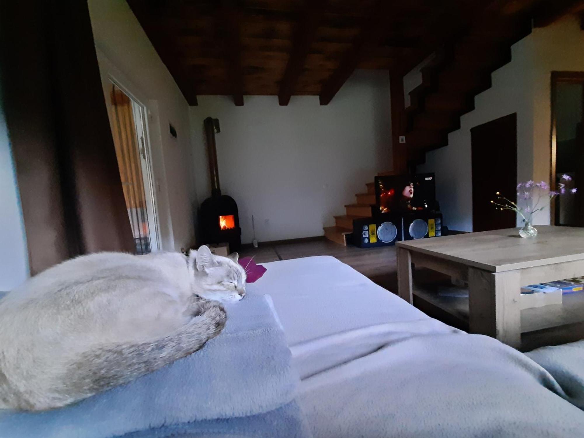 Mountain Cozy Home Sub Cetate 외부 사진